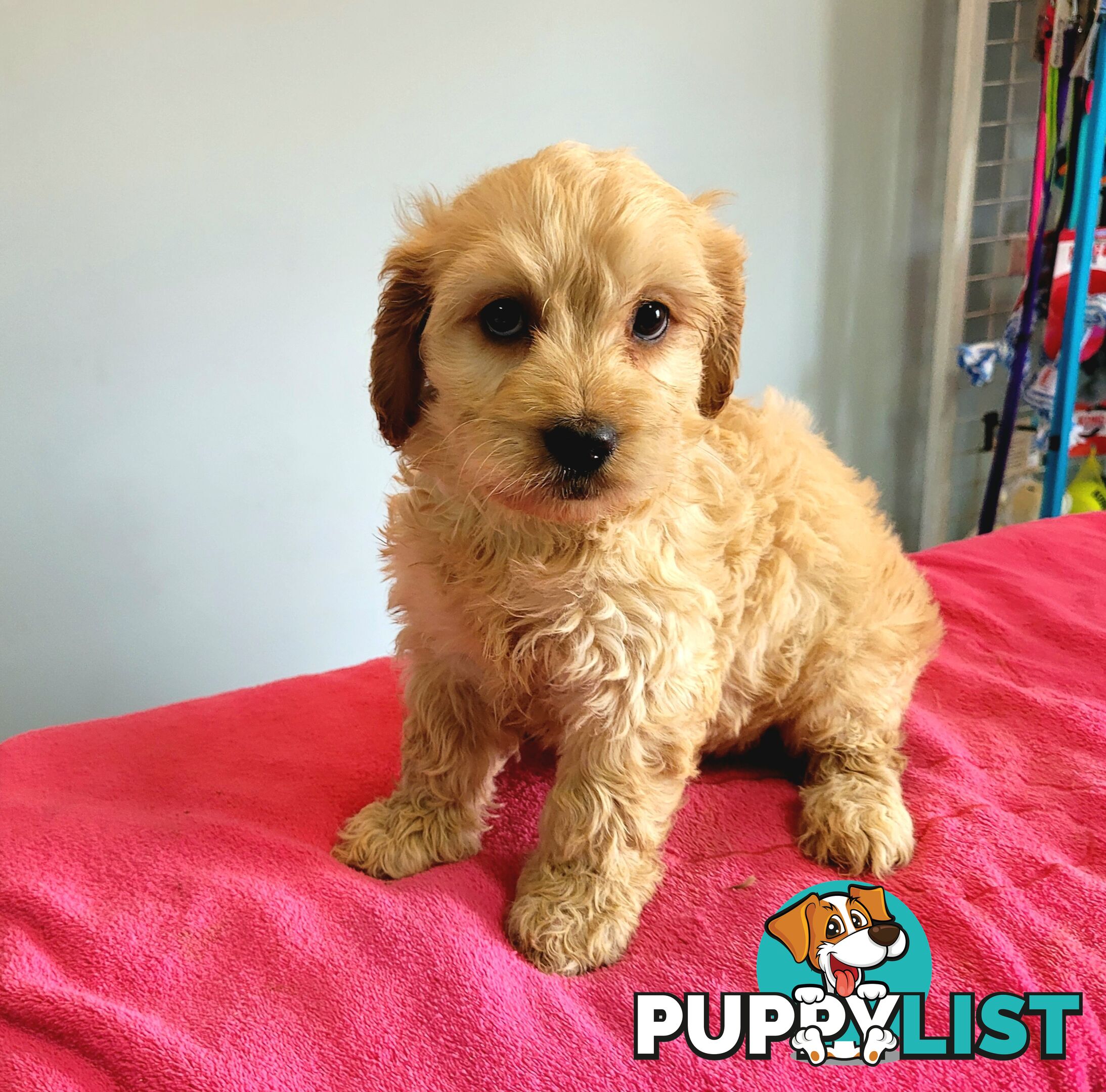Cocker Spaniel x Toy Poodle puppies Male and Female ready now