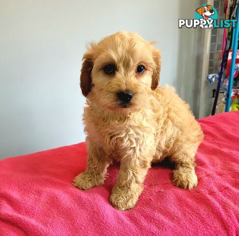 Cocker Spaniel x Toy Poodle puppies Male and Female ready now