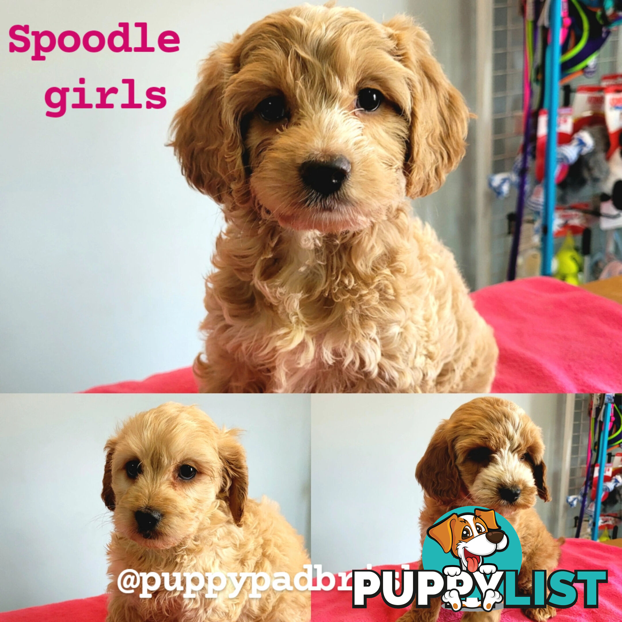 Cocker Spaniel x Toy Poodle puppies Male and Female ready now