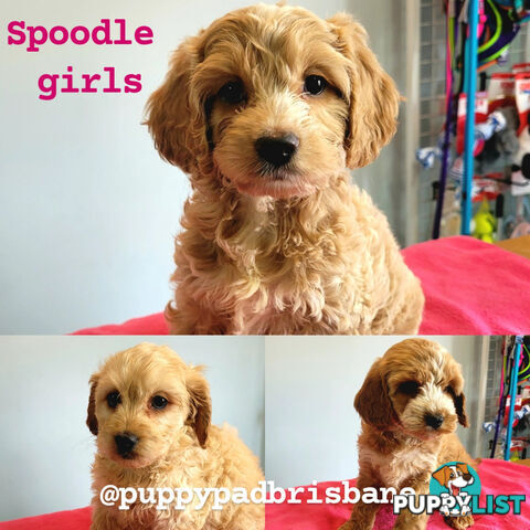 Cocker Spaniel x Toy Poodle puppies Male and Female ready now