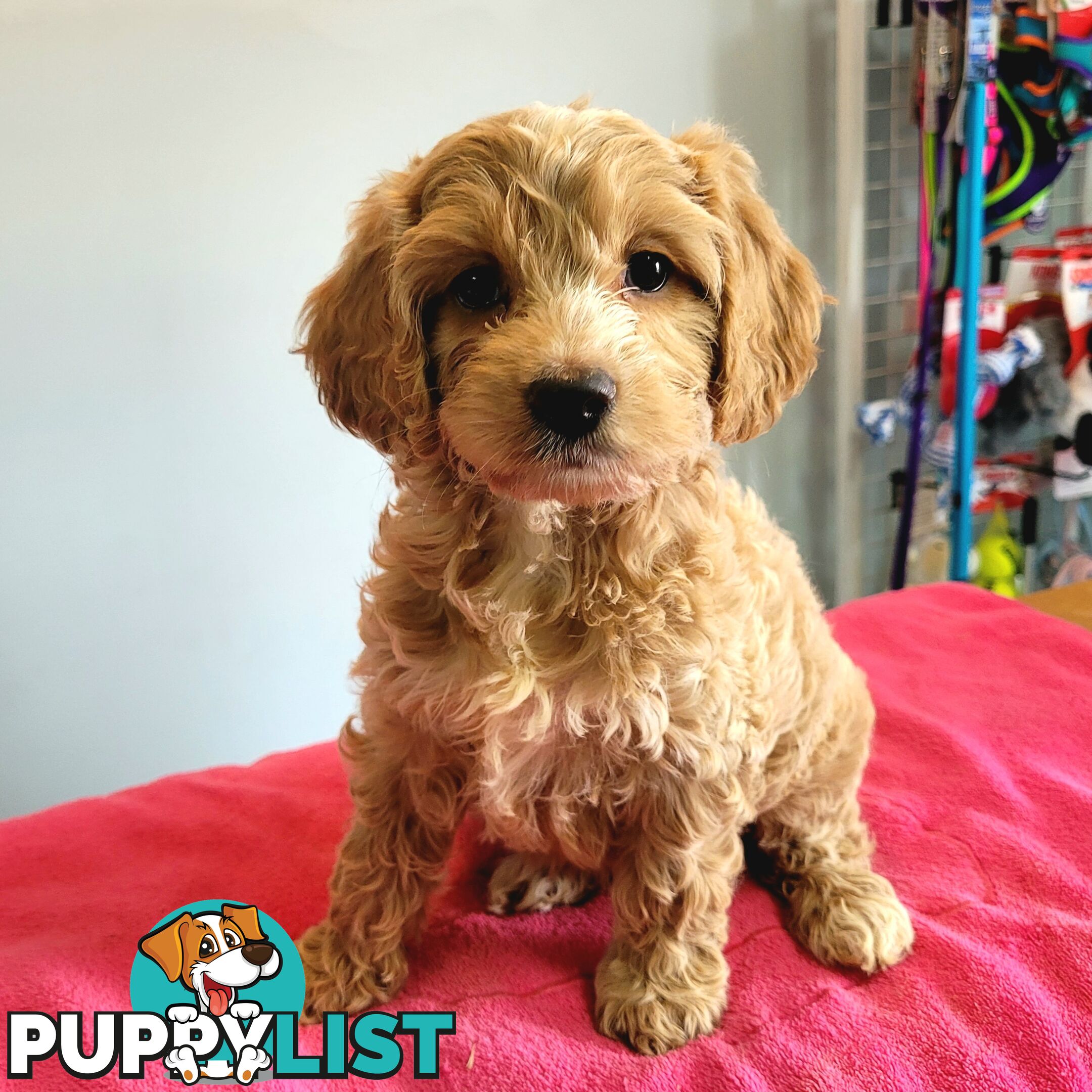 Cocker Spaniel x Toy Poodle puppies Male and Female ready now