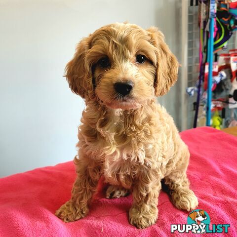 Cocker Spaniel x Toy Poodle puppies Male and Female ready now