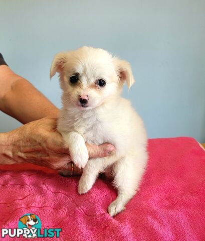 Chihuahua x Maltese puppies last Female now reduced