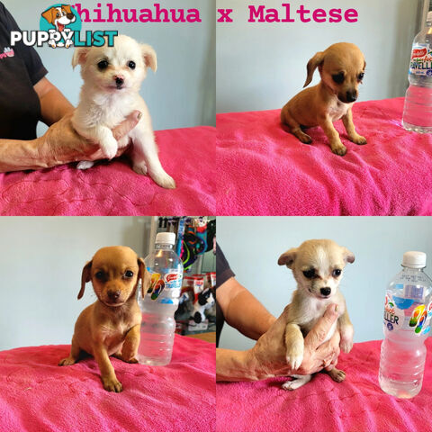 Chihuahua x Maltese puppies Females ready now