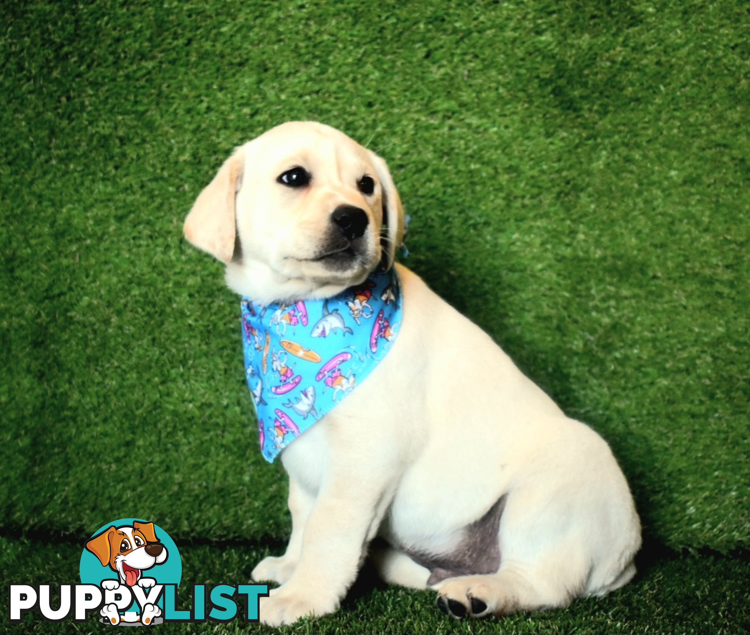 Labrador puppies male and female