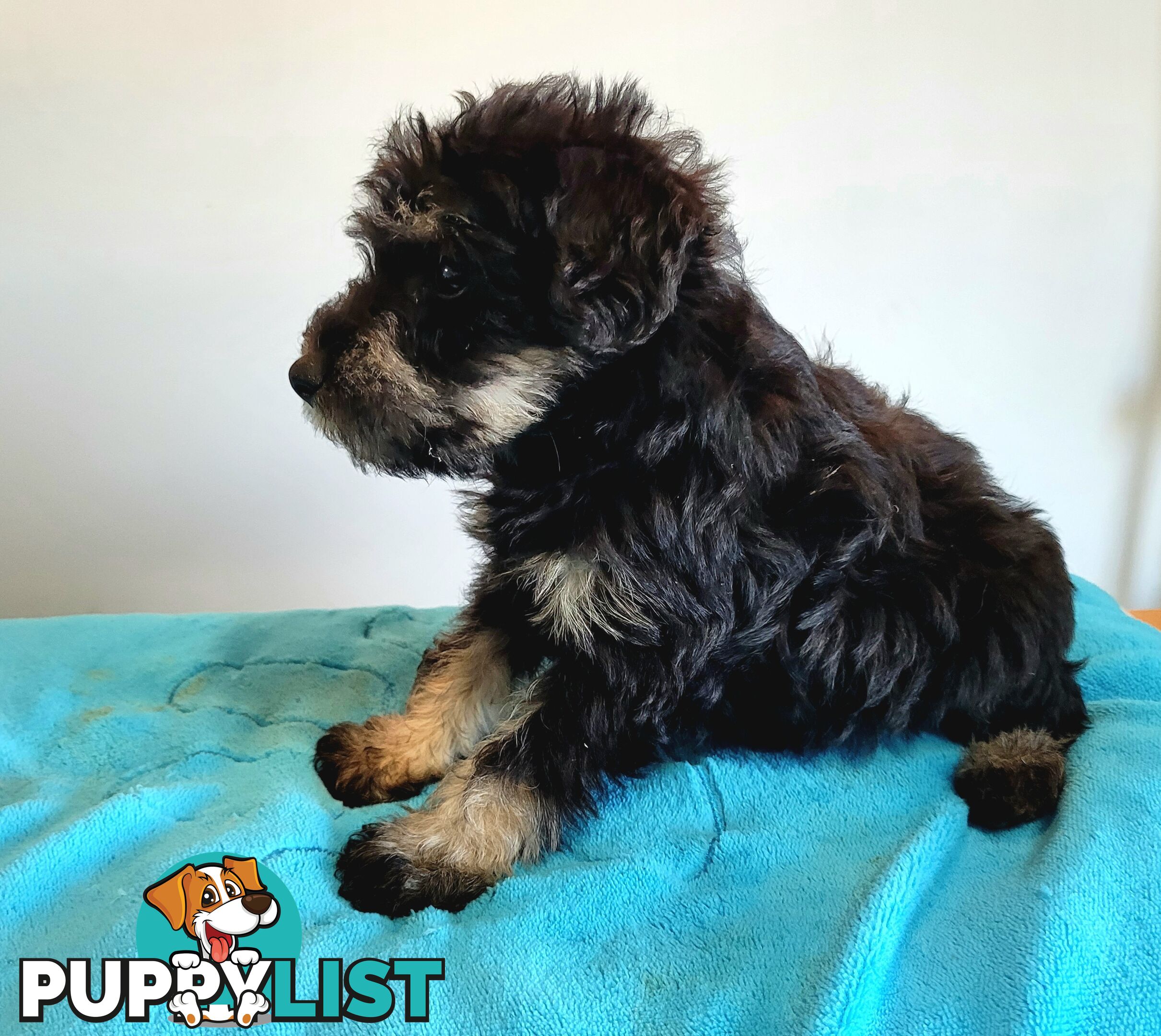 Mini Schnauzer x Toy Poodle puppies Male and Female ready now