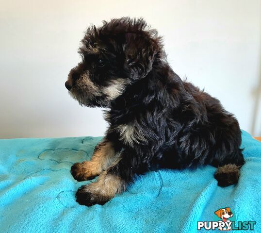Mini Schnauzer x Toy Poodle puppies Male and Female ready now