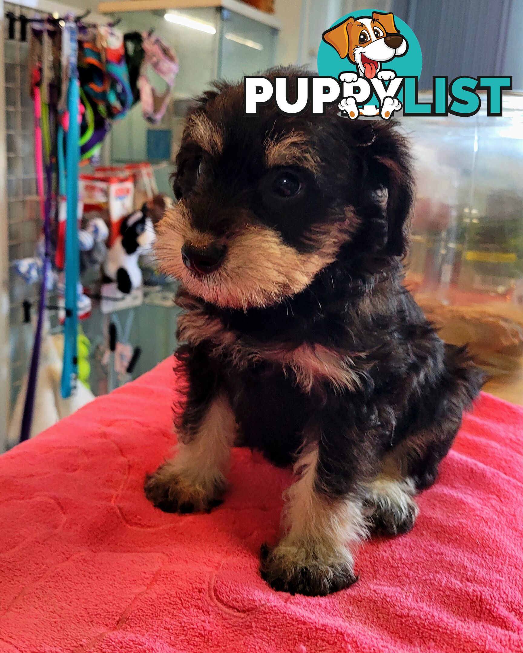 Mini Schnauzer x Toy Poodle puppies Male and Female ready now