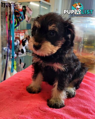 Mini Schnauzer x Toy Poodle puppies Male and Female ready now