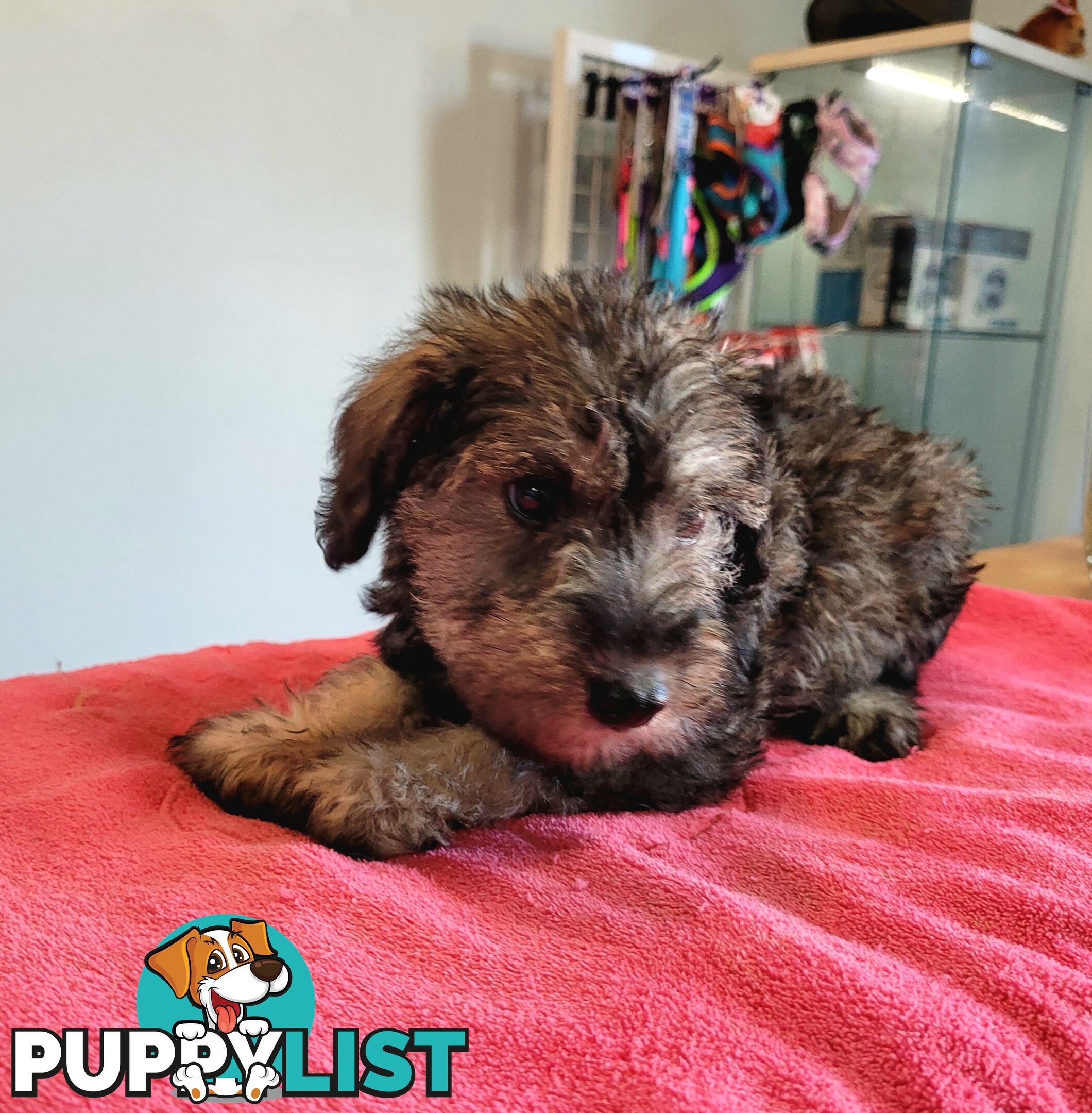 Mini Schnauzer x Toy Poodle puppies Male and Female ready now