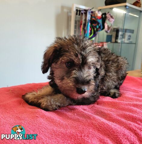 Mini Schnauzer x Toy Poodle puppies Male and Female ready now