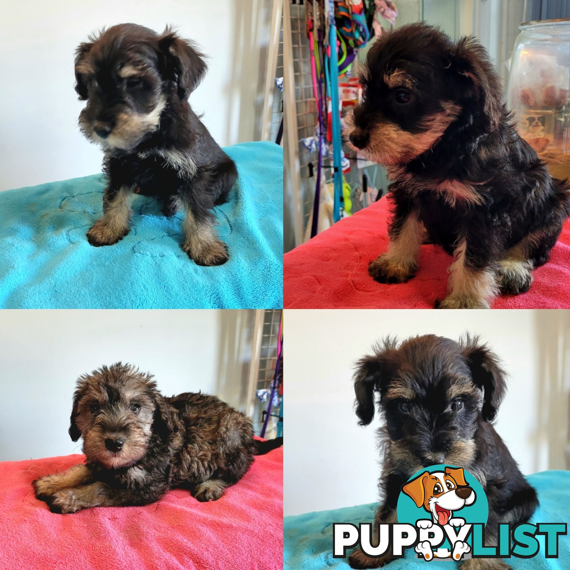 Mini Schnauzer x Toy Poodle puppies Male and Female ready now
