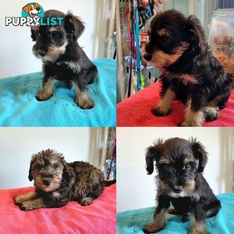 Mini Schnauzer x Toy Poodle puppies Male and Female ready now