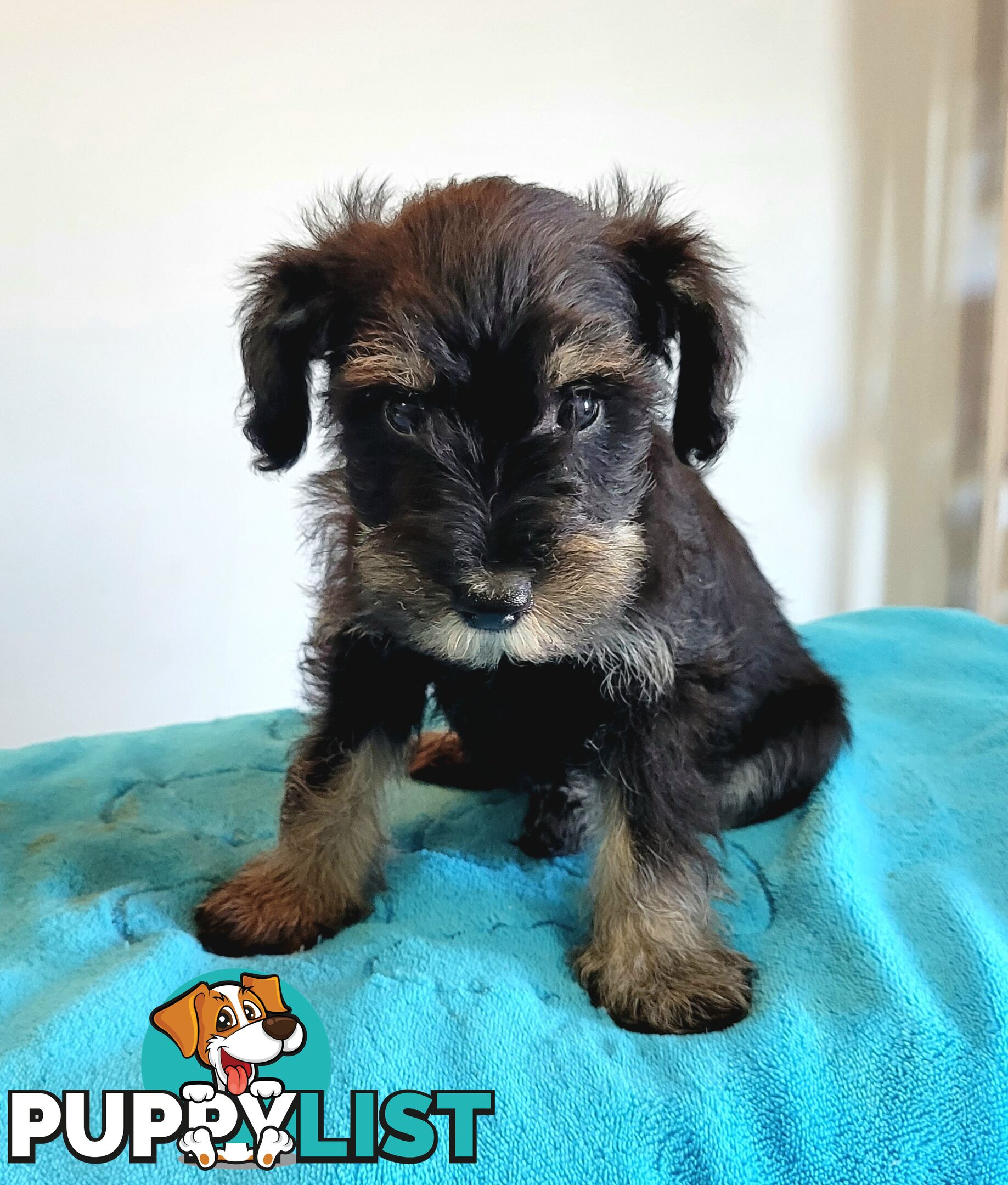 Mini Schnauzer x Toy Poodle puppies Male and Female ready now