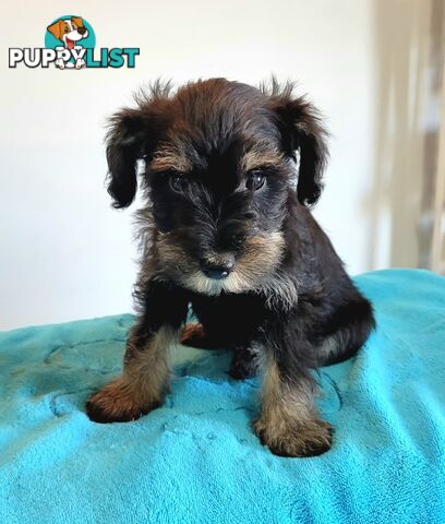 Mini Schnauzer x Toy Poodle puppies Male and Female ready now
