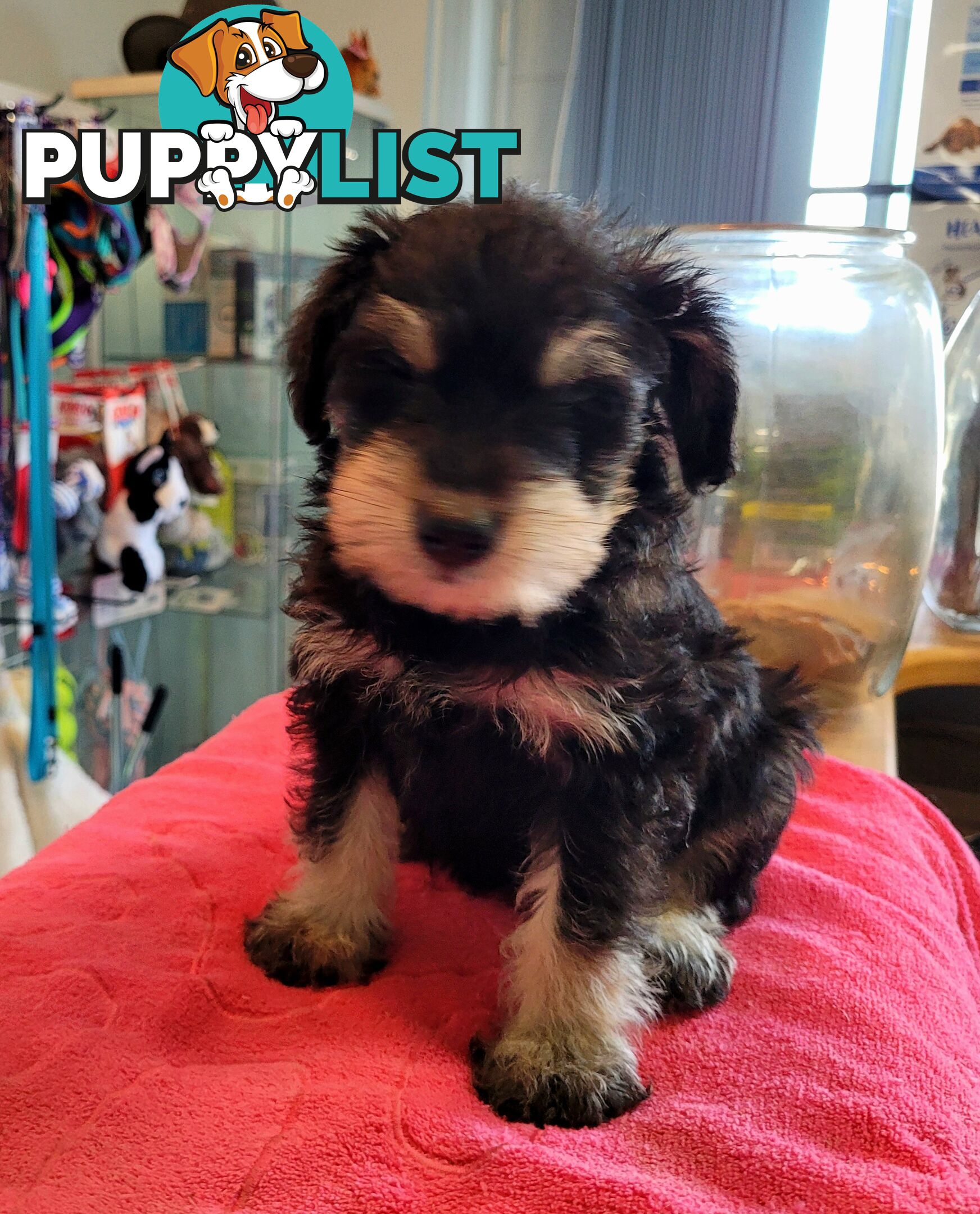 Mini Schnauzer x Toy Poodle puppies Male and Female ready now