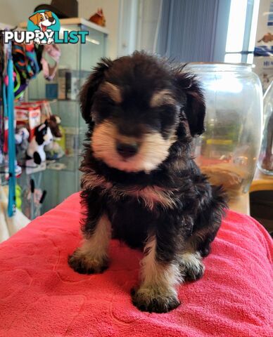 Mini Schnauzer x Toy Poodle puppies Male and Female ready now