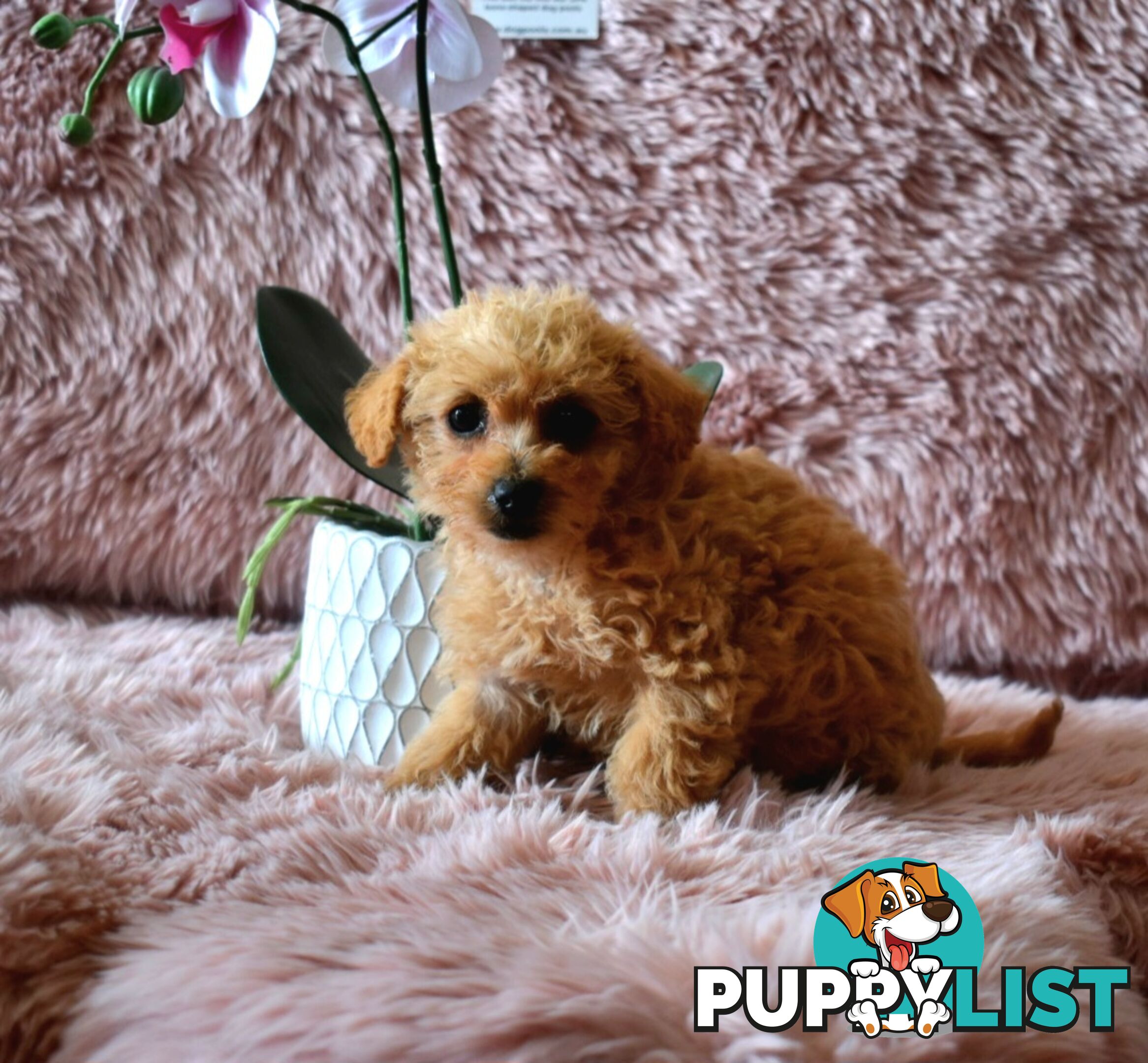 Cairn Terrier x Toy Poodle puppies