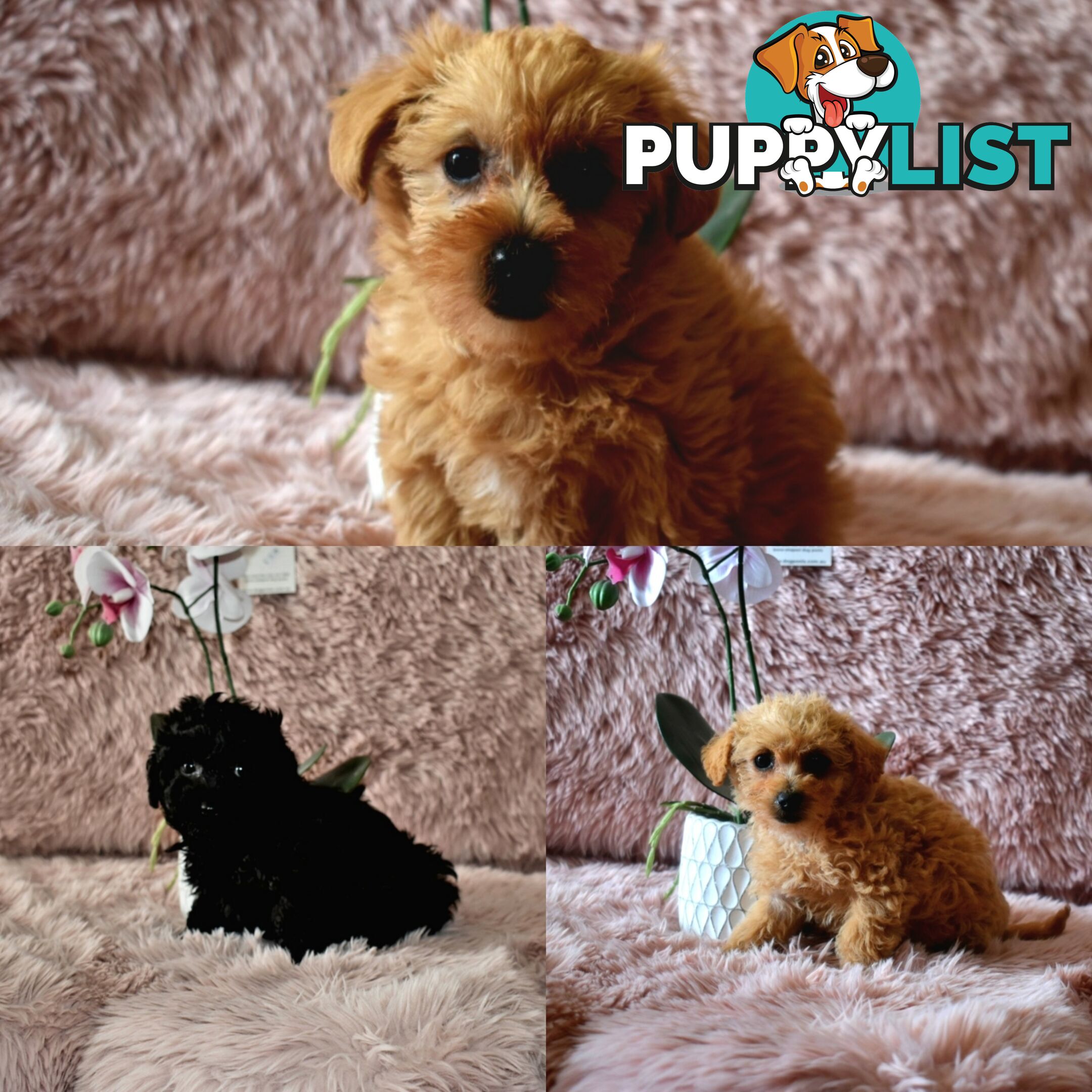 Cairn Terrier x Toy Poodle puppies