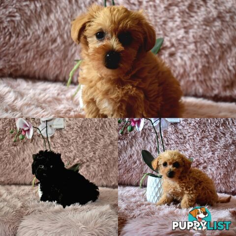 Cairn Terrier x Toy Poodle puppies