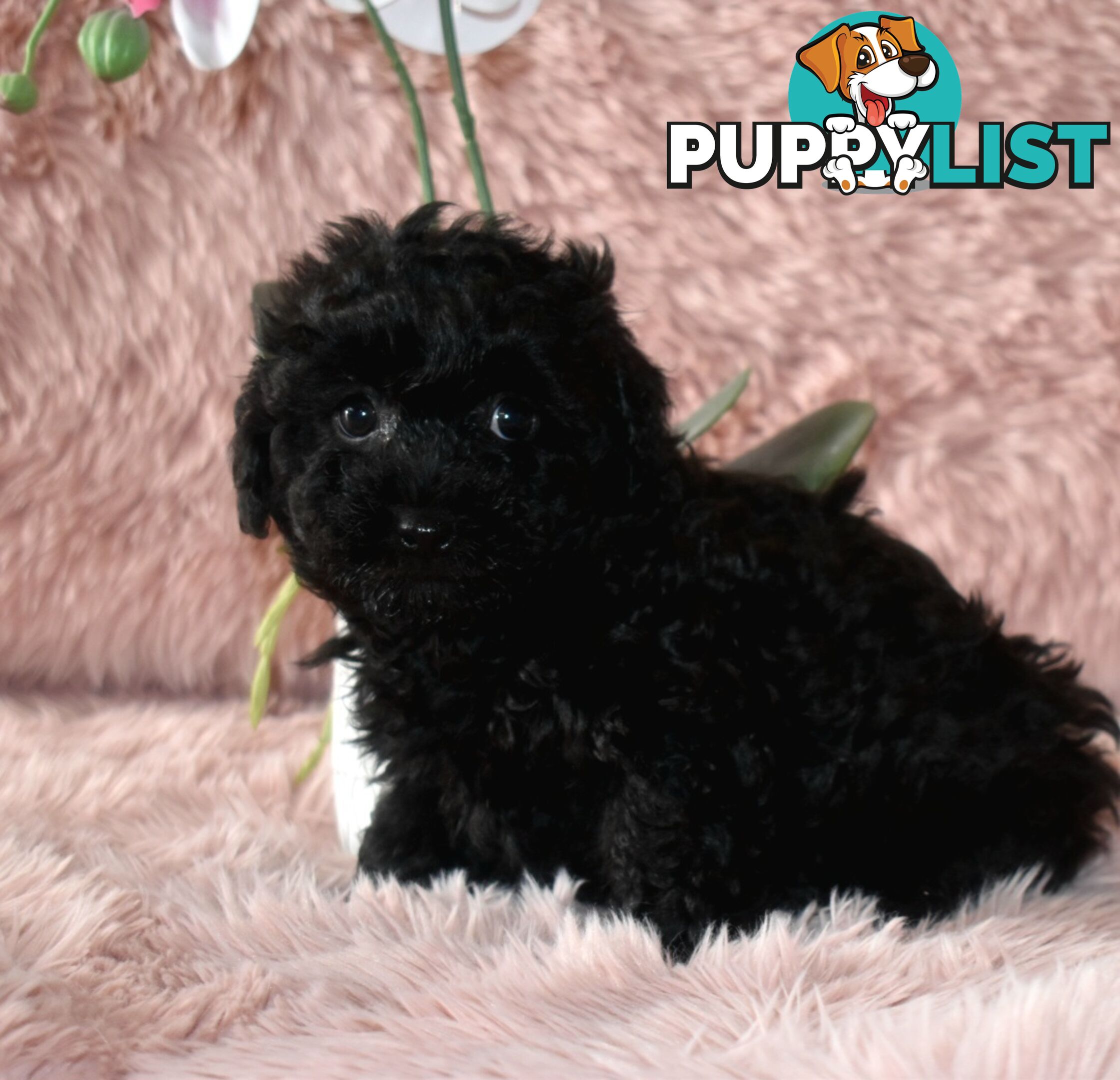 Cairn Terrier x Toy Poodle puppies