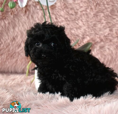 Cairn Terrier x Toy Poodle puppies