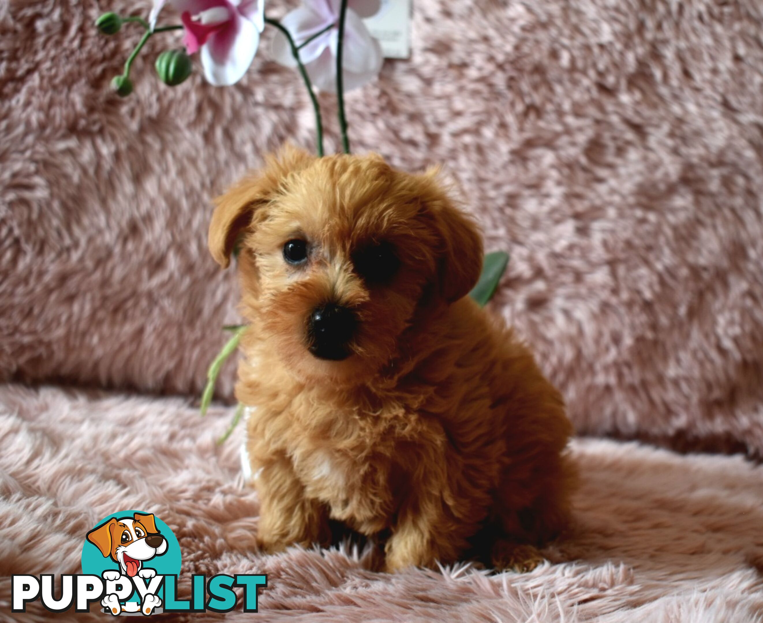 Cairn Terrier x Toy Poodle puppies