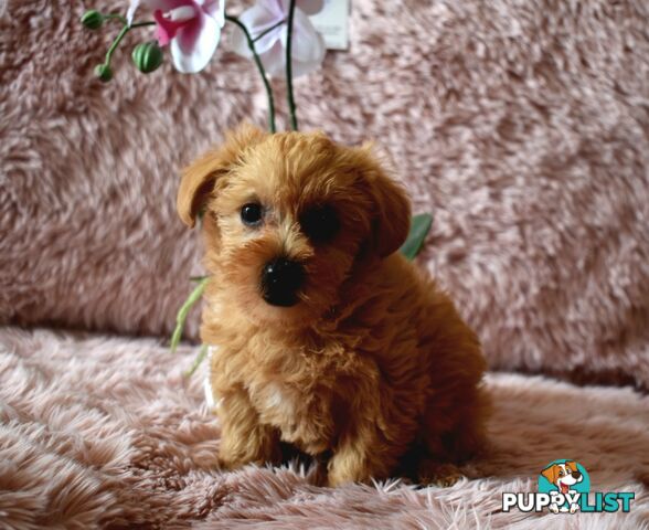 Cairn Terrier x Toy Poodle puppies