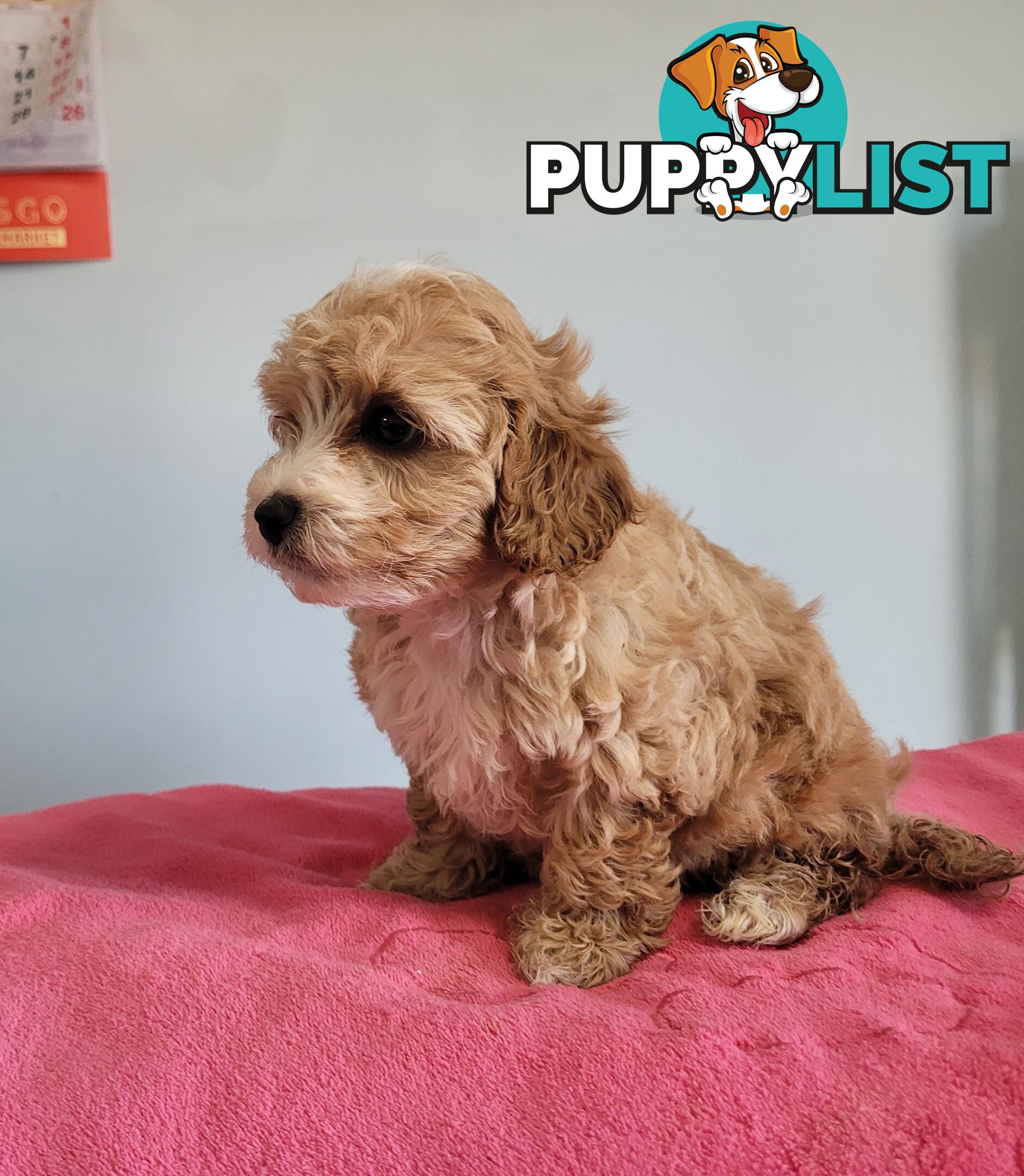 Cavoodle puppies female ready now