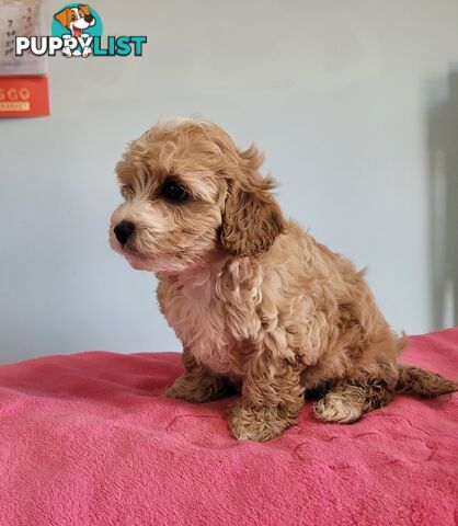 Cavoodle puppies female ready now