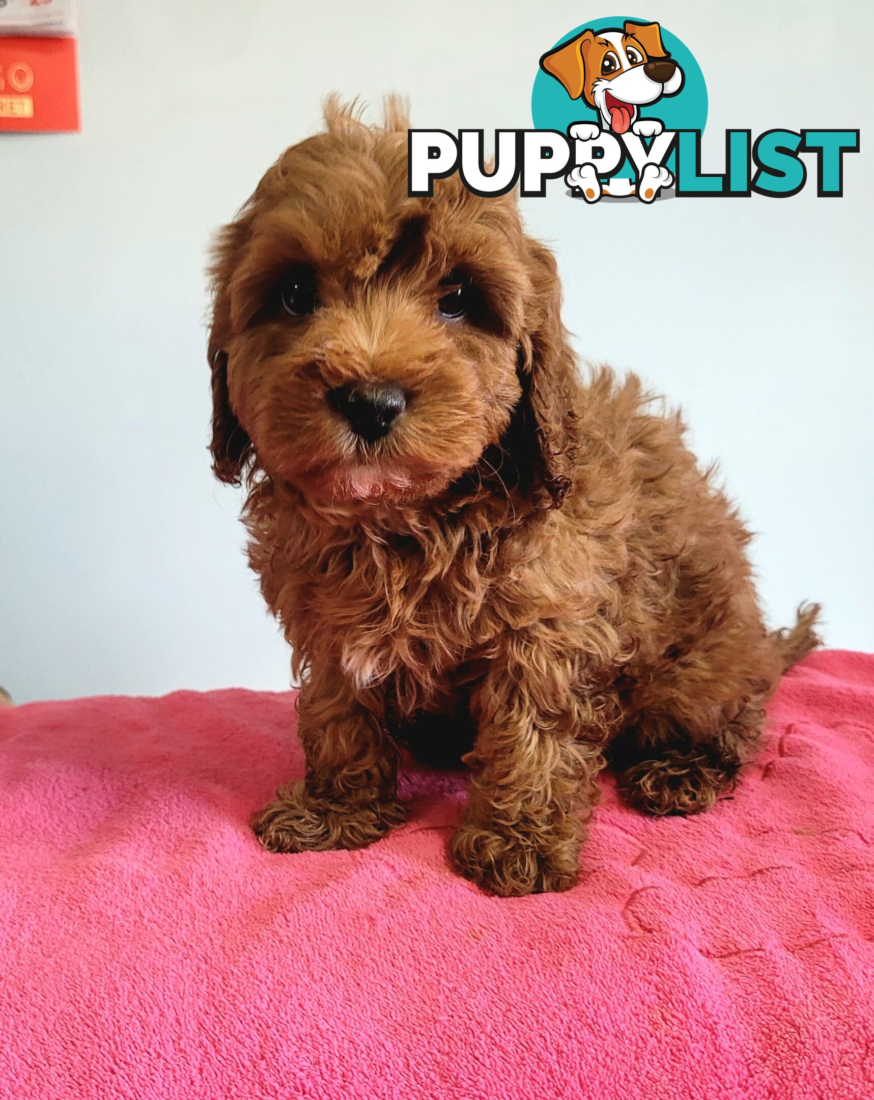 Cavoodle puppies female ready now