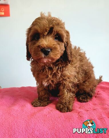 Cavoodle puppies female ready now