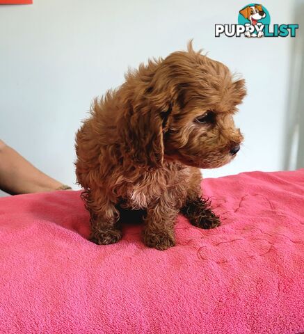 Cavoodle puppies female ready now