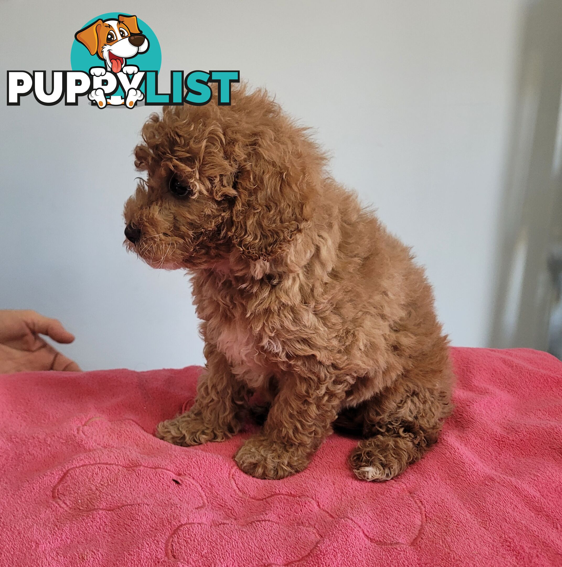 Cavoodle puppies female ready now