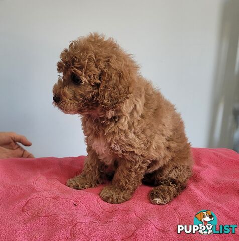 Cavoodle puppies female ready now