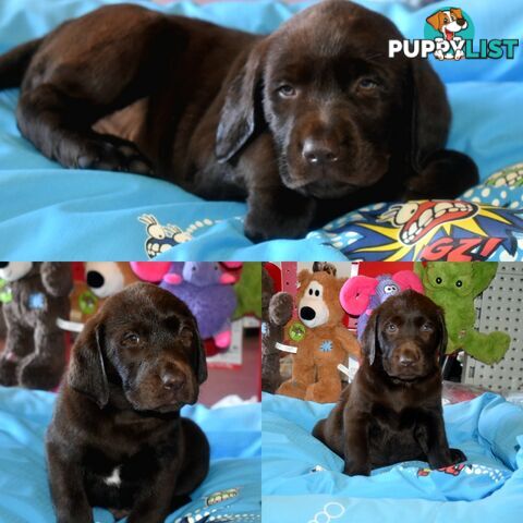 Labrador puppies, male Chocolate lab puppies.