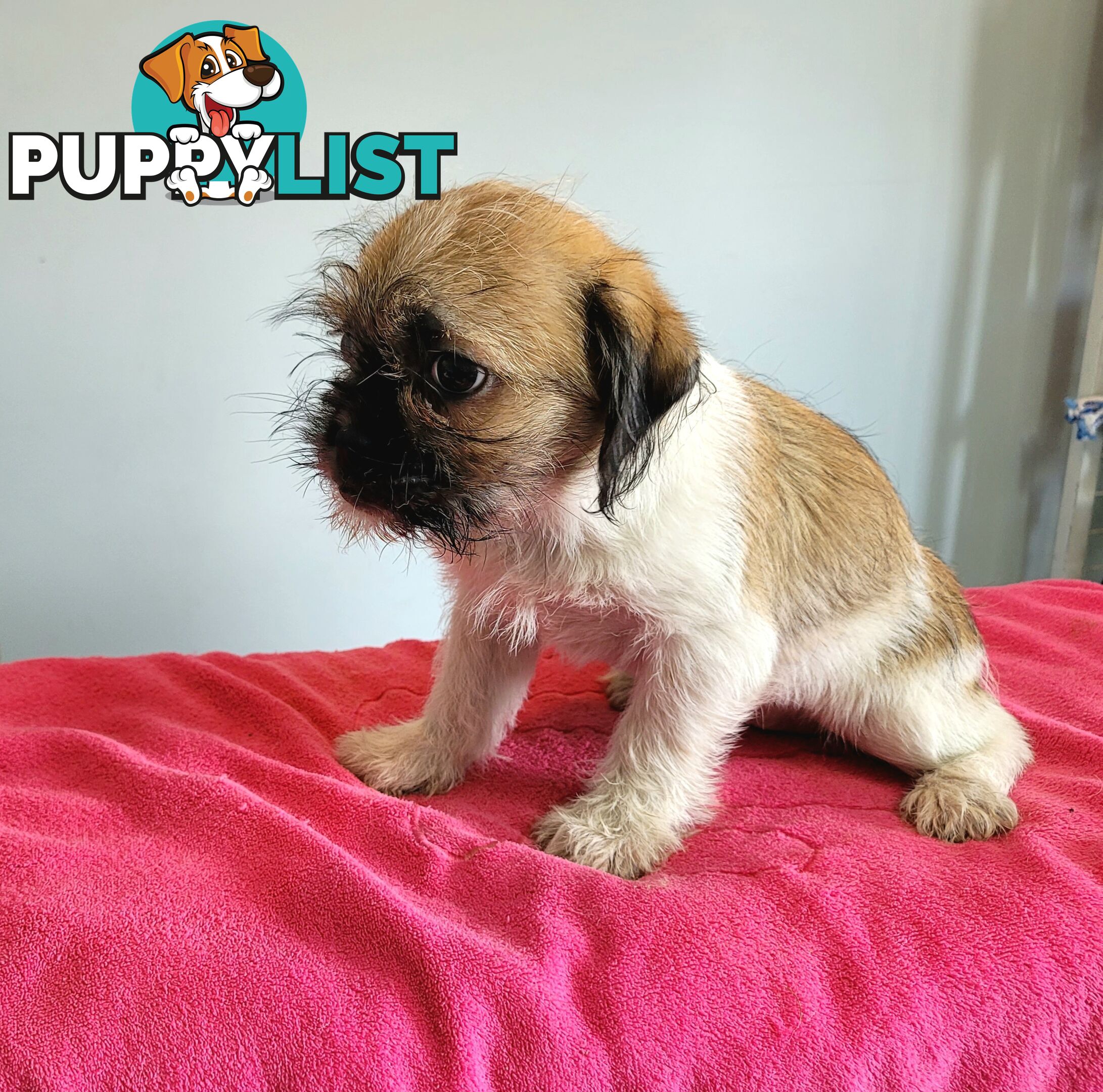 Pug x Shih Tzu puppies Male and Female ready now