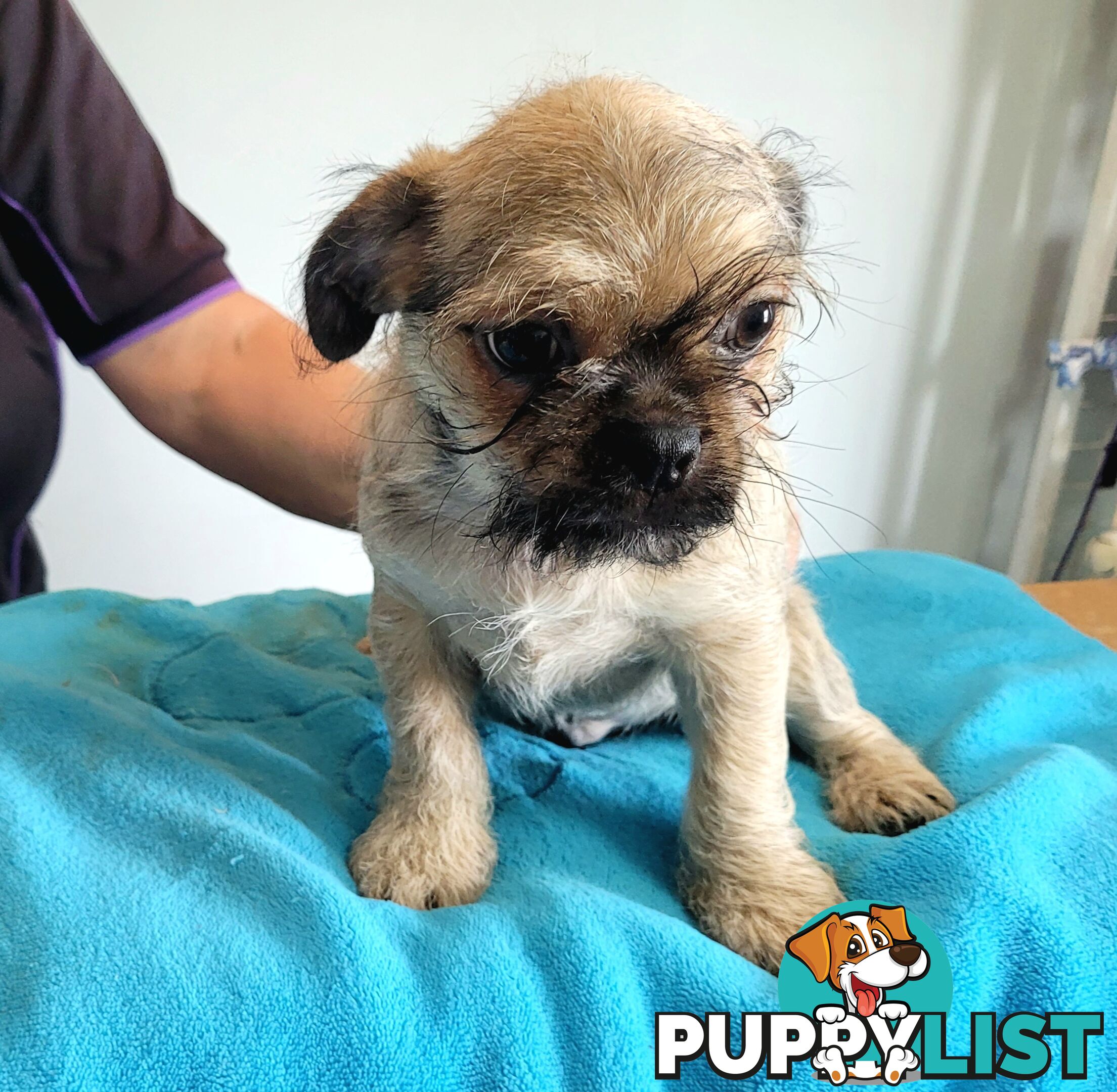 Pug x Shih Tzu puppies Male and Female ready now