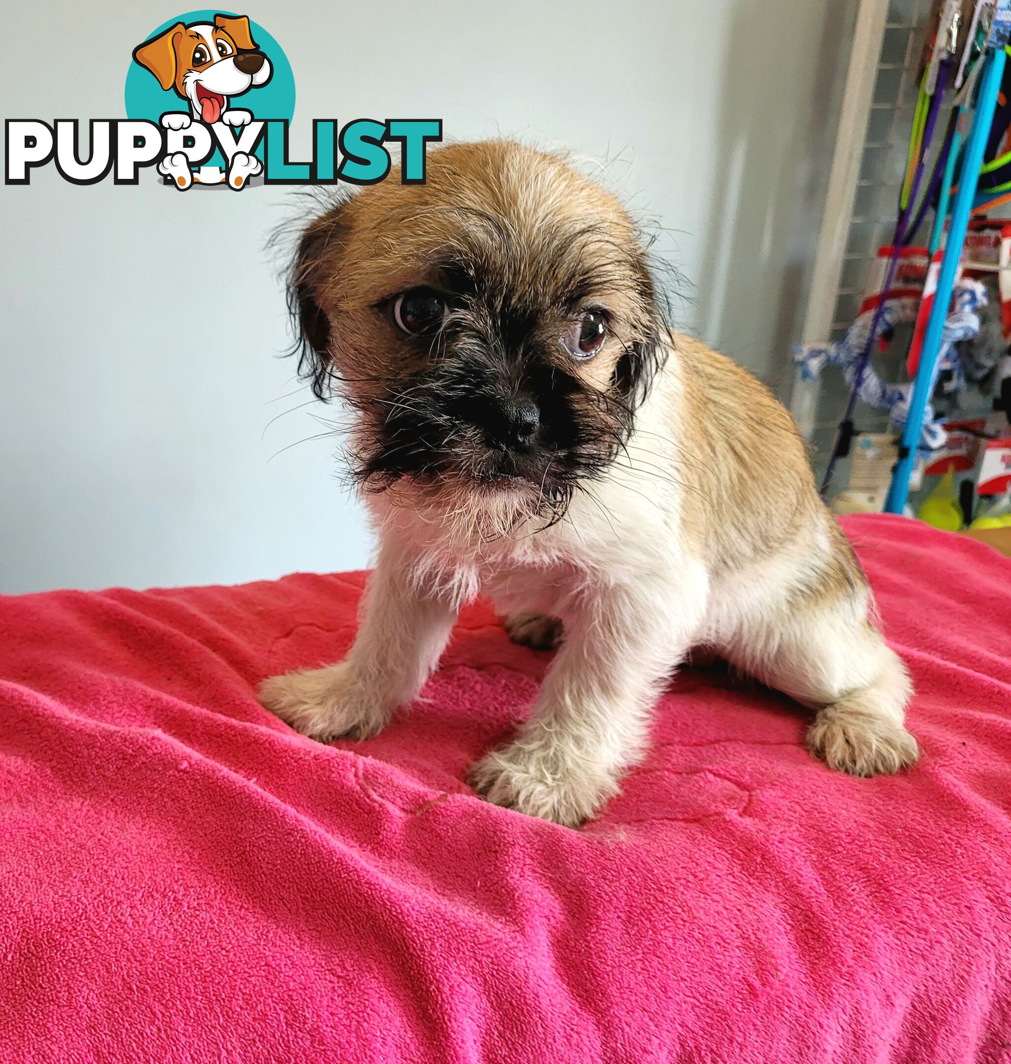 Pug x Shih Tzu puppies Male and Female ready now