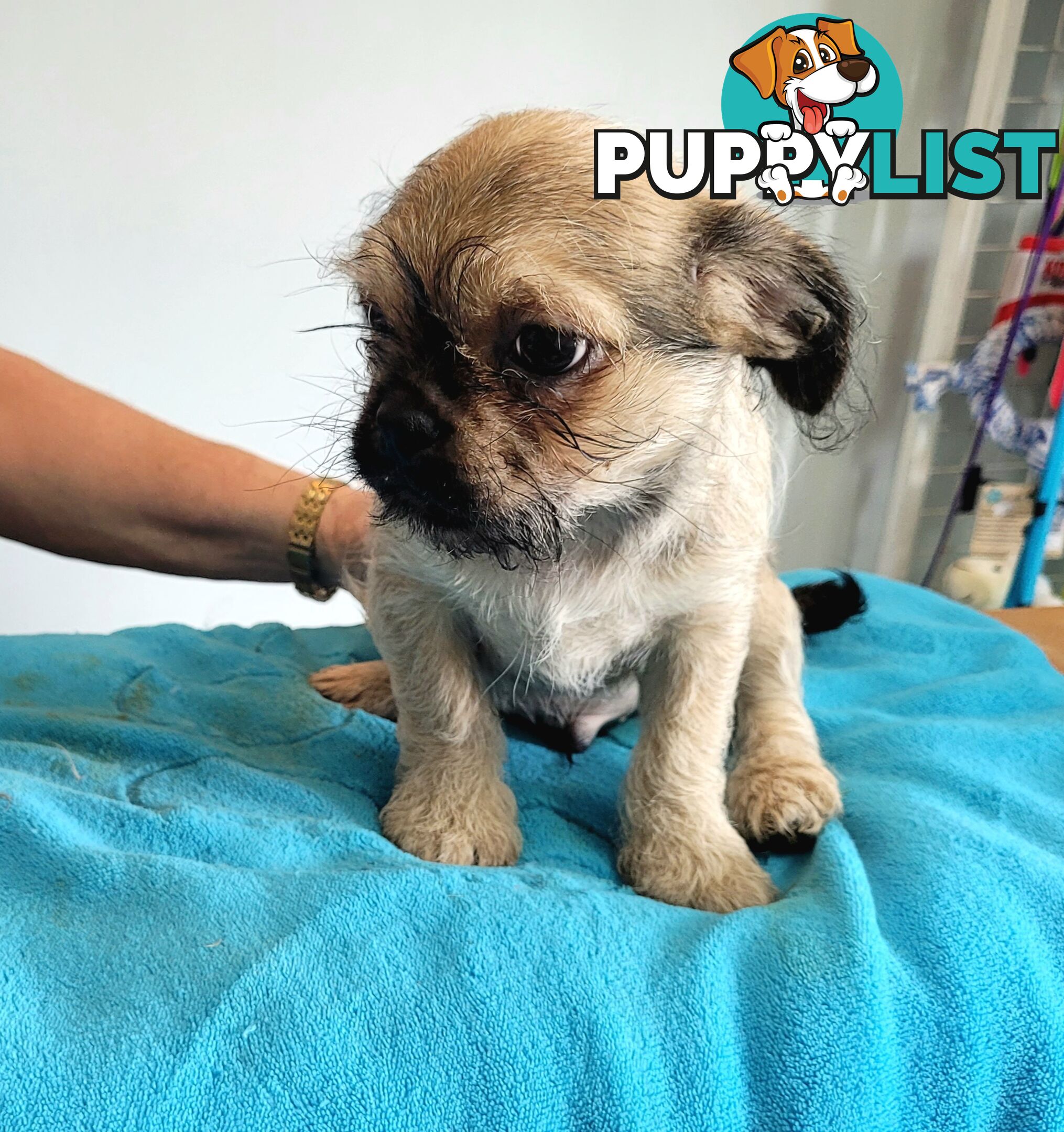 Pug x Shih Tzu puppies Male and Female ready now