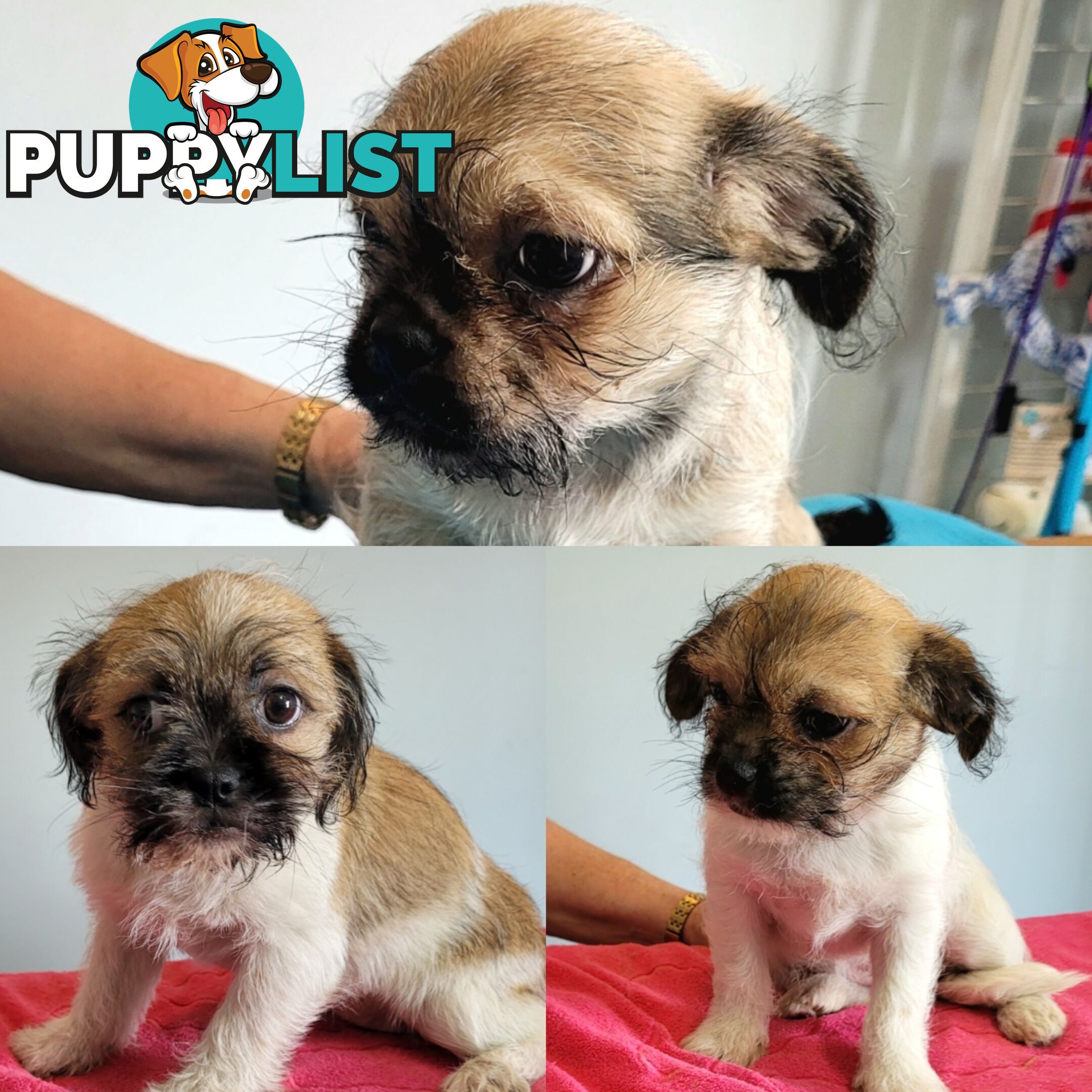 Pug x Shih Tzu puppies Male and Female ready now