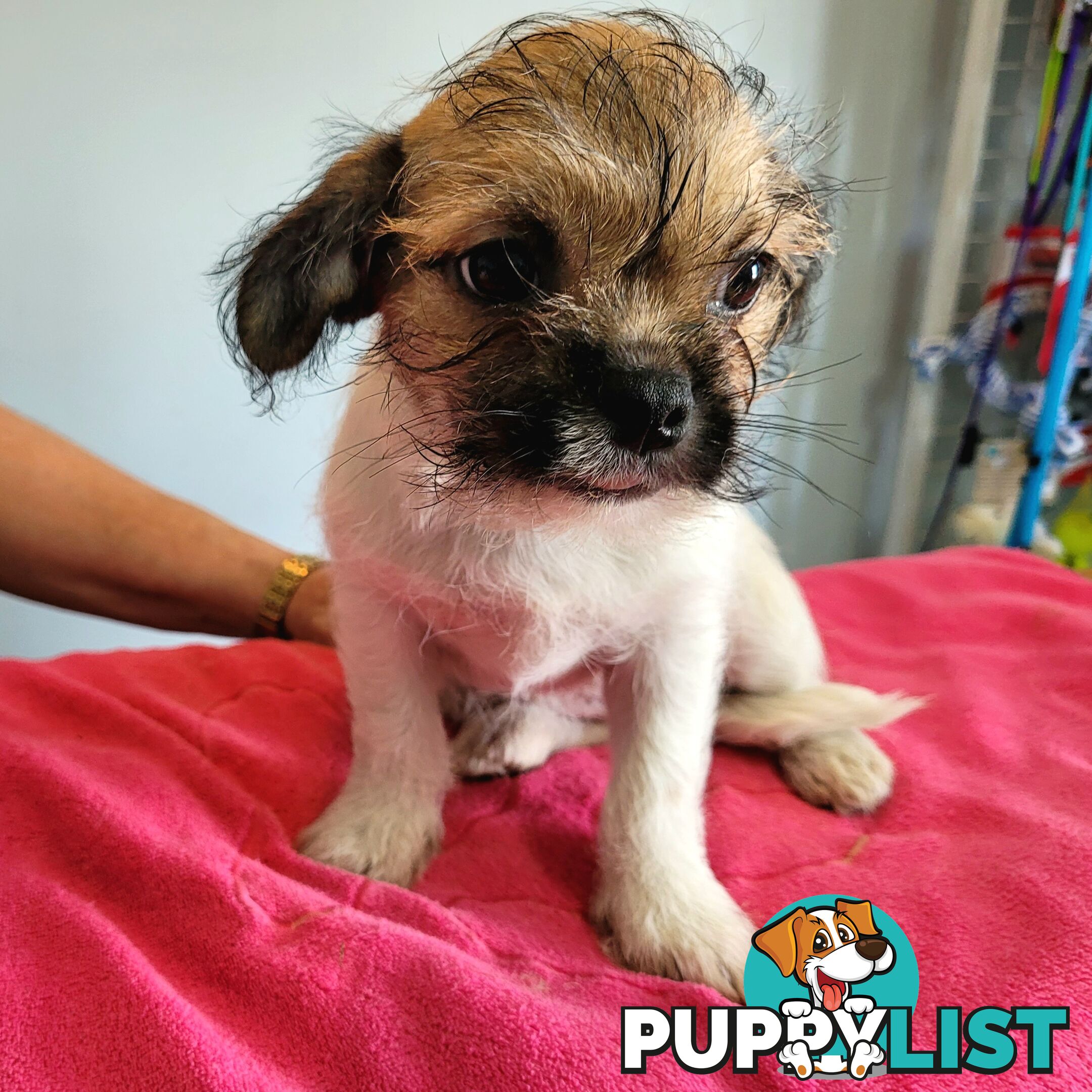 Pug x Shih Tzu puppies Male and Female ready now