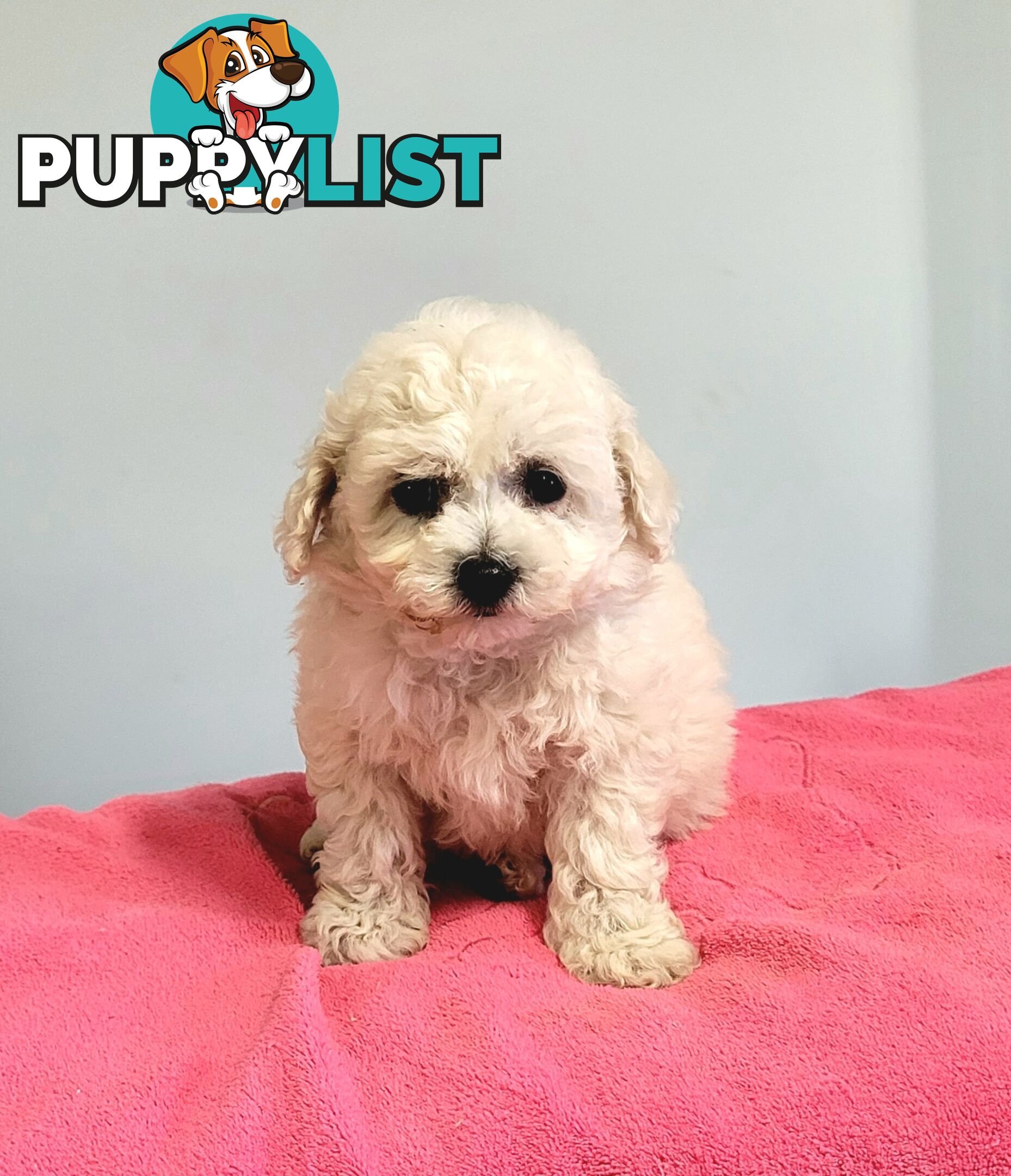 Bichon Puppies male and female