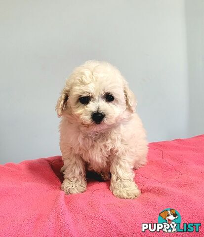 Bichon Puppies male and female