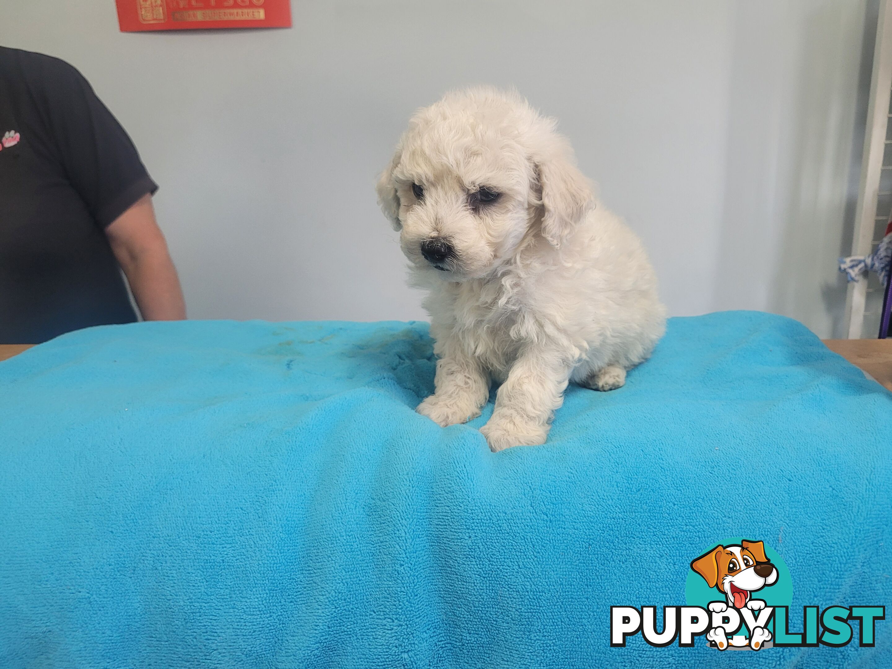 Bichon Puppies male and female