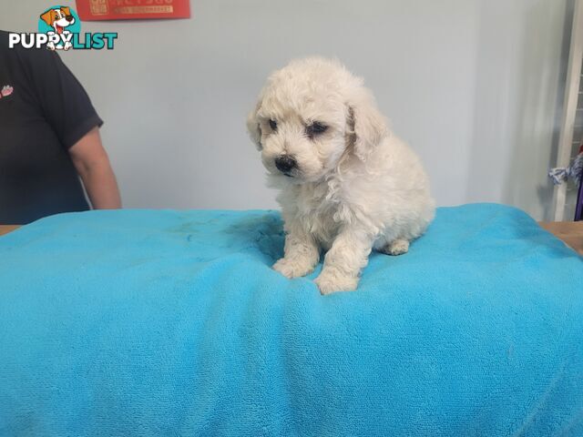 Bichon Puppies male and female