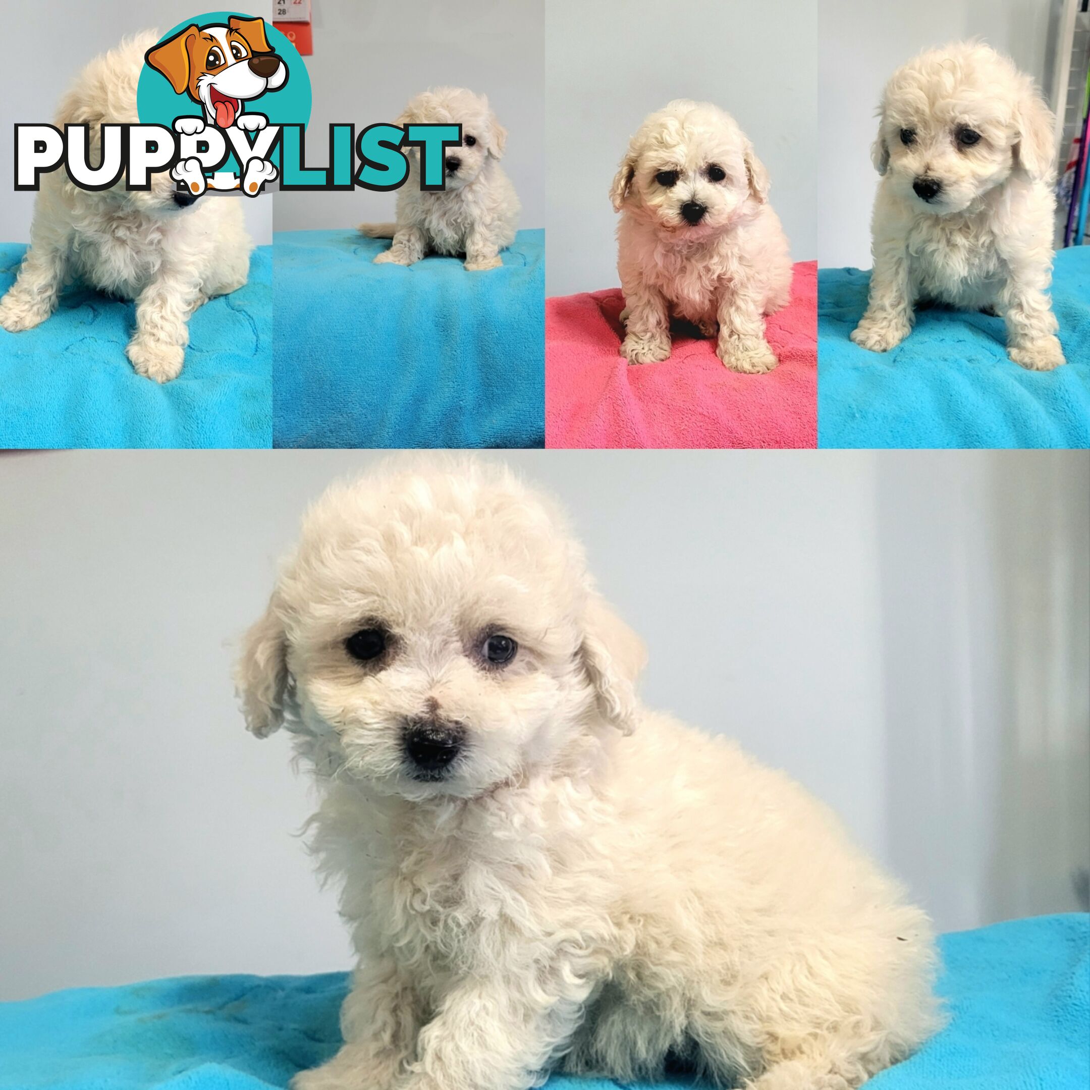 Bichon Puppies male and female