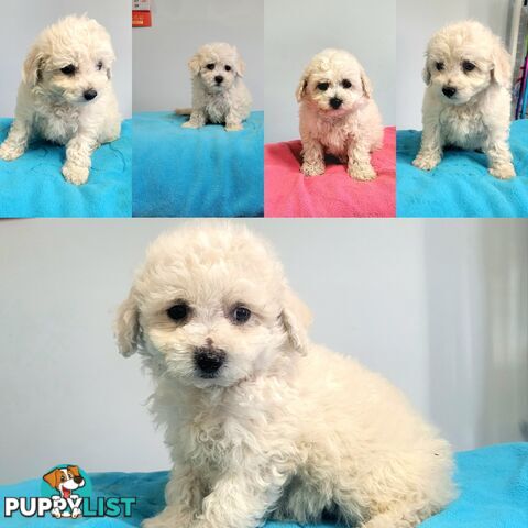 Bichon Puppies male and female