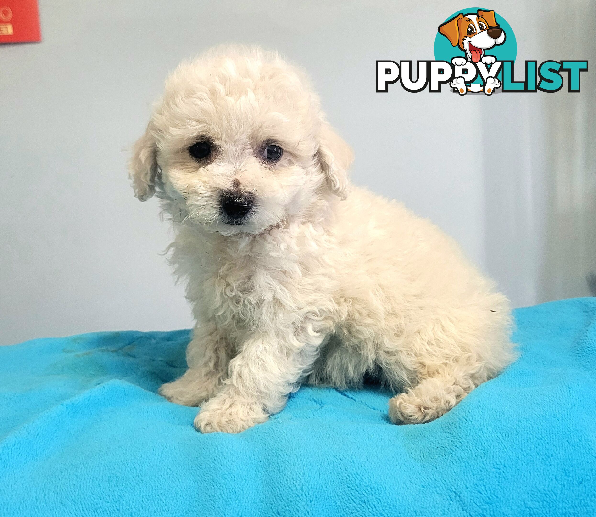 Bichon Puppies male and female