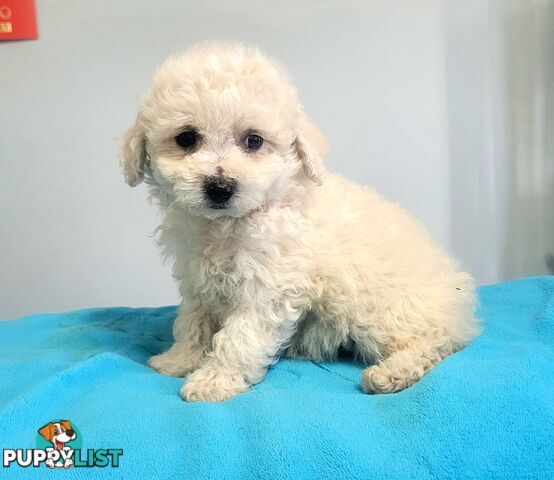 Bichon Puppies male and female